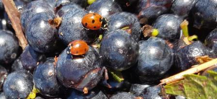 coccinelles MAIL