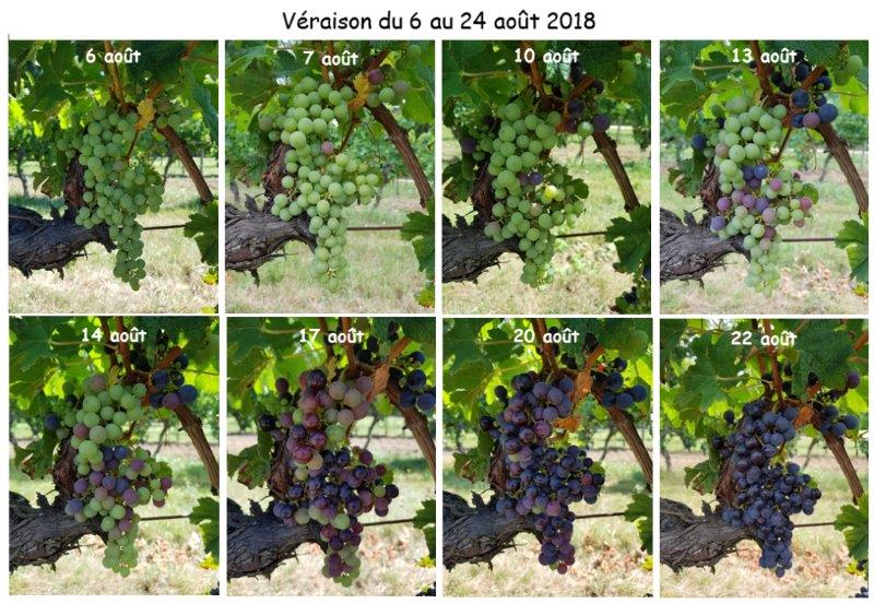 veraison 2018 site