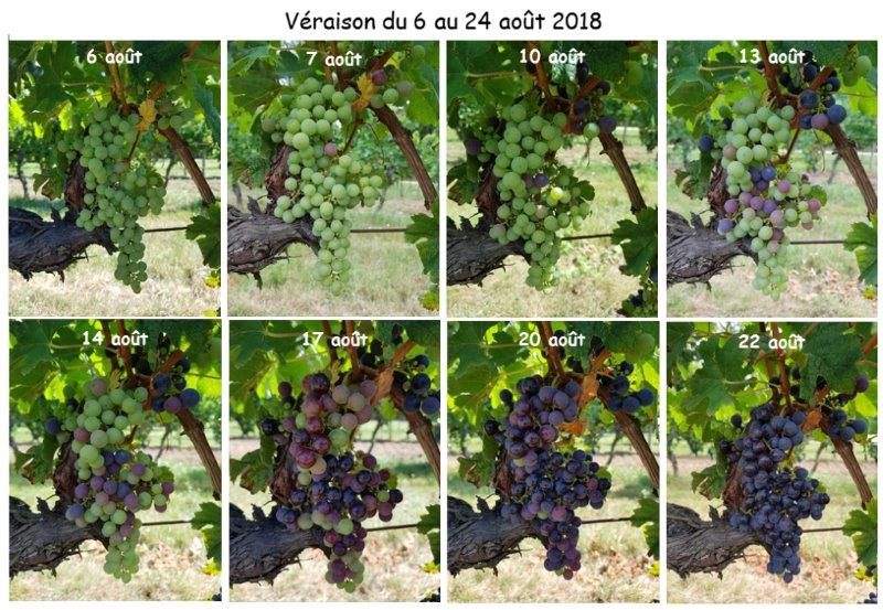 veraison 2018 site